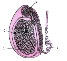 Given below is a diagram of the lateral section of a testis of a man. Study the same and answer the questions that follow :           What is the significance of the testes being located in the scrotal sac outside the abdomen ?