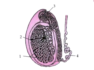Given below is a diagram of the lateral section of a testis of a man. Study the same and answer the questions that follow :          What is semen?