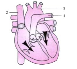 The diagram given below represents the human heart in one phase of its functional activities. Study the same and answer the questions that follow :          Name the phase.