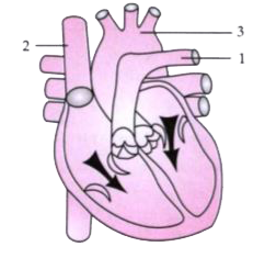 The diagram given below represents the human heart in one phase of its functional activities. Study the same and answer the questions that follow :           Label the parts 1, 2 and 3.