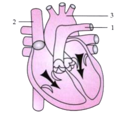 The diagram given below represents the human heart in one phase of its functional activities. Study the same and answer the questions that follow :          Which part of the heart is contracting in this phase ? Give a reason to support your answer