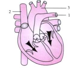 The diagram given below represents the human heart in one phase of its functional activities. Study the same and answer the questions that follow :           Draw well labelled diagrams of part 1 and 2 to show the structural differences between them.