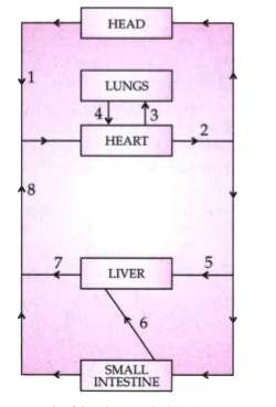 The diagram below represents the simplified pathway of the circulation of blood. Study the same and answer the questions that follow :          Which blood vessel will contain a high amount of glucose and amino acids after a meal ?