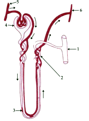 The given diagram represents a nephron and its blood supply. Study the diagram and answer the question :         Label parts 1, 2, 3 and 4.