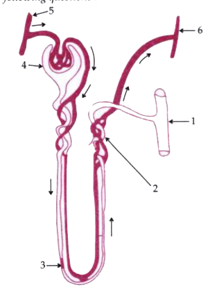 The given diagram represents a nephron and its blood supply. Study the diagram and answer the question :        Name the blood vessel which contains the least amount of urea in this diagram.