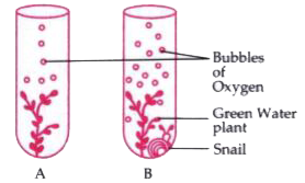 The diagram below shows two test-tubes A and B. Test-tube A contains a green water plant. Test-tube B contains both a green water plant and a snail. Both Test-tubes are kept in sunlight. Answer the questions that follow :          Name the physiological process that releases the bubbles of oxygen.