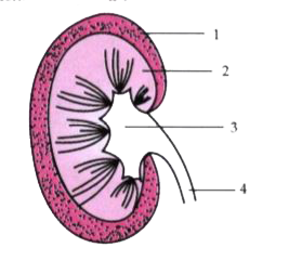 Given below is a simple diagram of the human kidney cut open longitudinally. Answer the following questions :       Name the structural and functional units of the kidney.