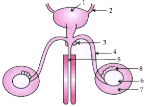 The diagram given below shows the male urinogenital system of a human being. Study the diagram and answer the questions that follow :         Name the corresponding structure of part (4) in female reproductive system.