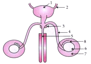 The diagram given below shows the male urinogenital system of a human being. Study the diagram and answer the questions that follow :          What is the role of part 7 ?