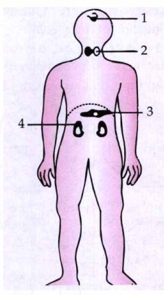 Given below is a diagram depicting a defect of the human eye. Study the same and then answer the questions that follow :      Name the parts labelled 1 to 4.