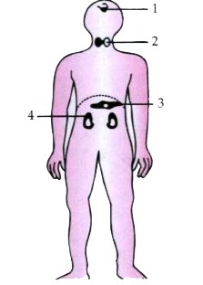 Given below is the outline of the human body showing the important glands:          Name the glands marked 1 to 4