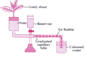 The diagram of an apparatus given below demonstrates a particular process in plants. Study the same and answer the questions that follow :         Explain the phenomenon mentioned in demonstrated