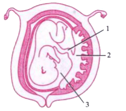 The diagram given below is that of a developing human foetus. Study the diagram and then answer the questions that follow :          Mention the sex chromosomes in a male and female embryo.