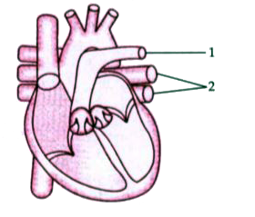 The diagram given below represents a section of the human heart. Answer the questions that follow:      Which parts of heart are in the diastolic phase? Give a reason to support your answer.