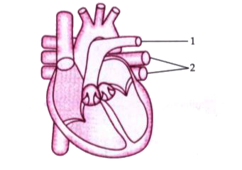 The diagram given below represents a section of the human heart. Answer the questions that follow:      Label the parts numbered 1 and 2 in the diagram, What type of blood flows through them?