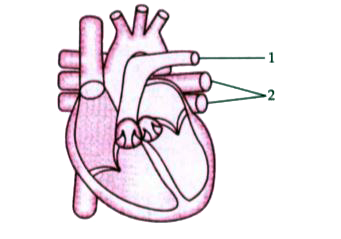 The diagram given below represents a section of the human heart. Answer the questions that follow:      What causes the heart sounds