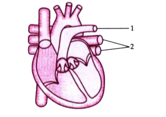 The diagram given below represents a section of the human heart. Answer the questions that follow: