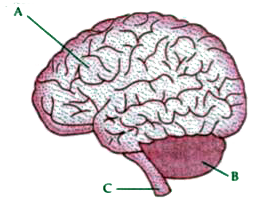 The diagram given below is an external view of the human brain. Study the same and answer the questions that follow :          What is the function of Cerebrospinal fluid ?