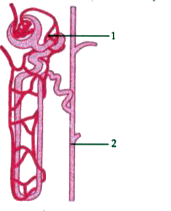 The diagram given below is that of a structure present in a human kidney. Study the same and answer the questions that follow:         Name the structure represented in the diagram.