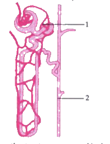 The diagram given below is that of a structure present in a human kidney. Study the same and answer the questions that follow:          Name the substance which may be present in the fluid in part 2' if a person suffers from Diabetes mellitus.