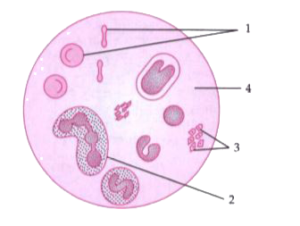 Given below is a diagram of a human blood smear. Study the diagram and answer the questions that follow:       Name the soluble protein found in part 4 which forms insoluble threads during clotting of blood