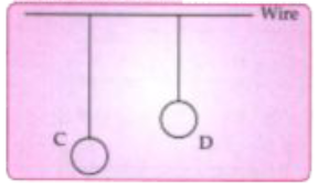 Two pendulums C and D suspended from a wire as shown in the figure given below. Pendulum C is made to oscillate by displacing it from its mean position. It is seen that D also starts oscillating.      (i) Name the type of oscillation, C will execute.   (ii) Name the type of oscillation, D will execute.   (iii) If the length of D is made equal to C then what difference will you notice in the oscillations of D?   (iv) What is the name of the phenomenon when the length of D is made equal to C?