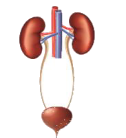 Label the diagram given below to show the four main parts of the urinary system and answer the following questions.      Which organ removes extra salts and water from the blood?