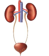 Label the diagram given below to show the four main parts of the urinary system and answer the following questions.      What are the tubes that transfer urine from the kidneys to the urinary bladder called?