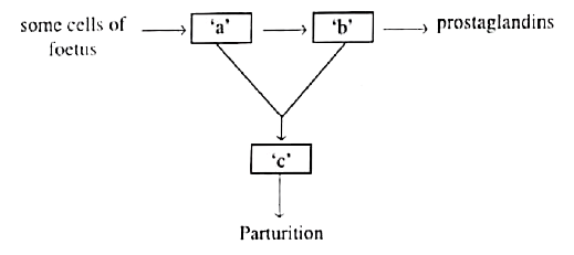 What does 'a', 'b' and 'c' represents in the following flow chart :    
 (A) a = progesterone b = oxytocin c= slow contraction of uterus

 (B) a = oxytocin b= uterus C= slow contraction of uterus

 (C) a = placenta b = oxytocin C= vigorous contraction of uterus

 (D) a= oxytocin b=placenta C= vigorous contraction in uterus