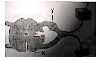 Identify 'X' and 'Y' in the given diagram