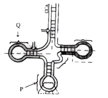 Identify P and Q in the following figure?