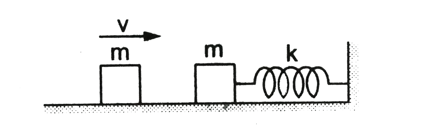 The left block in filgure collides inelastically with the right block and sticks to it. Find the amplitude of the resulting simple harmonic motion.