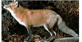 What is the colour of this fox?