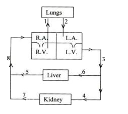 Given below is a diagrammatic representation of a certain part of the process of circulation of blood in man.  Study the same and then answer the questions that follow:      Name the parts labelled 1, 2, 4 and 6.