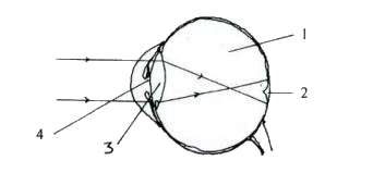 Given below is a diagram depicting a defect of the human eye.  Study the same and then answer the questions that follow:      Name the parts labelled 1 to 4.