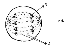 The diagram given below represents a stage during mitotic cell division in an animal cell:-      Name the parts labelled 1, 2 and 3.