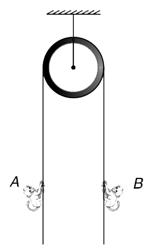 Two monkeys A and B are holding on the two sides of a light string passing over a smooth pulley. Mass of the two monkeys are m(A)= 8 kg and m(B) = 10 kg respectively [g = 10 m//s^(2)]     (a) Monkey A holds the string tightly and B goes down with an acceleration a(r) = 2 m//s^(2) relative to the string. Find the weight that A feels of his own body.     (b) What is the weight experienced by two monkeys if A holds the string tightly and B goes down with an acceleration a(r) = 4 m//s^(2) relative to the string.