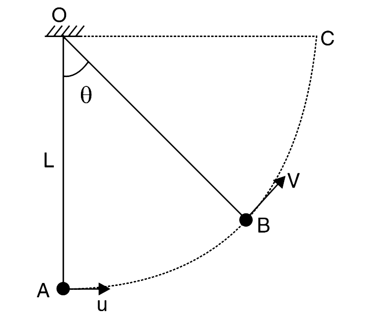 A pendulum bob is projected form its lowest position with velocity (u), in horizontal direction, that is just enough to make the string horizontal (position OC). At angular position q, at point B, the speed (V) of the bob was observed to be half its initial projection speed (u).      (a) Find theta    (b) Plot variation of magnitude of tangential acceleration of theta. (c) Let travel time from A to B be t(1) and that from B to C be t(2). Looking at the graph obtained in part (b), tell which is larger -t(1) or t(2) ?