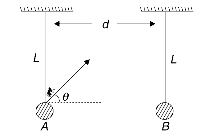 Vertical strings of same length L support two balls A and B of mass 2m each. There is a small monkey of mass m sitting on ball A. Suddenly, the monkey jumps off the ball A at an angle theta = 45^(@) to the horizontal and lands exactly on the ball B. Thereafter, the monkey and the ball B just manage to complete the vertical circle.   (a) Find distance d between the two string and the speed with which the monkey jumped of the ball A.    (b) Find the impulse of the string tension on ball A during the small period when the monkey interacted with the ball to jump off it.