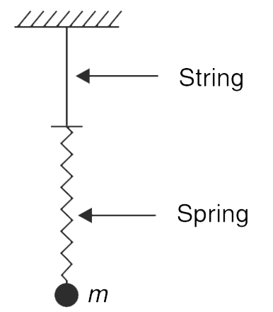 A particle of mass m is suspended with the help of a spring and an inextensible string as shown in the figure. Force constant of the spring is k. The particle is pulled down from its equilibrium position by a distance x and released.    (a) Find maximum value of x for which the motion of the particle will remain simple harmonic.   (b) Find maximum tension in the string if   x=(mg)/(2k)