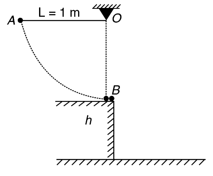 (i) A small steel ball (B) is at rest on the edge of a table of  height h. Another identical steel ball (A) is tied to a light string of length L =1.0 m and is released from the position shown so that it swings like a pendulum. At the lowest position of its path it hits the ball B which is at rest. Ball B flies off the table and hits the ground in time t. After collision the ball A keeps moving for a time t before coming to rest for the first time. Find the value of h if  t = t. Collision between the balls is head on and coefficient of restitution is e = 0.995.  (ii) A pendulum has a particle of mass m attached to a massless rod of length L. The rod is released from a position where it makes an angle theta(0)(gt(pi)/(2)) with the vertical. The time period of oscillation is observed to be T(0). Another similar pendulum has a rod of length 2L. Time period of this pendulum when released from position  theta(0) is T. Which is larger T or T(0) ?