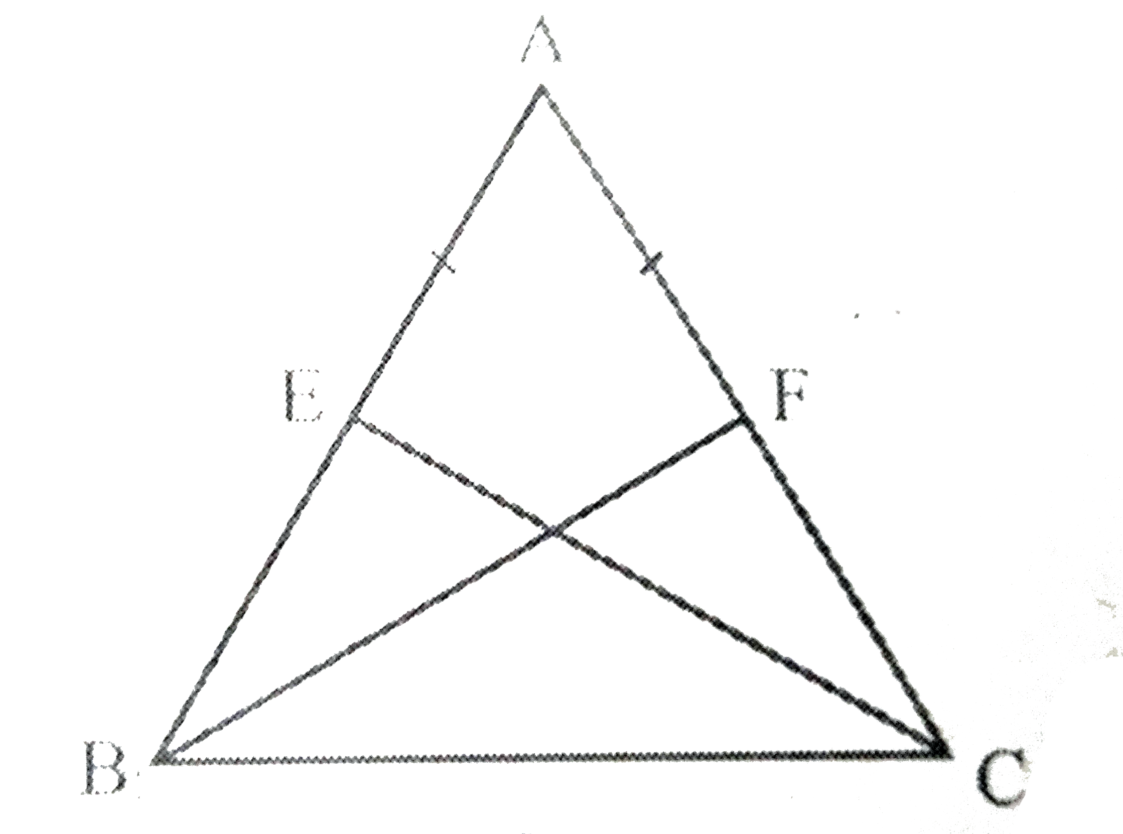 E और F क्रमशः त्रिभुज ABC की बराबर भुजाओं AB और AC के मध्य-बिंदु हैं। दर्शाइए कि BF = CE है।