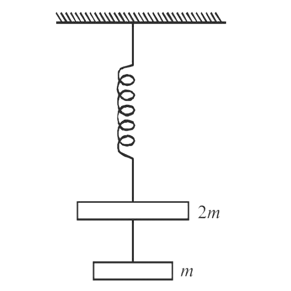 The string between blocks of mass m and 2m is massless and inextensible. The system is suspended by a massless spring as shown. If the string is cut find the magnitudes of accelerations of mass 2m and m (immediately after cutting)