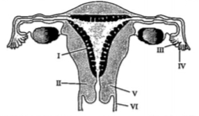 The figure given here depicts a diagrammatic sectional view of the female reproductive system of humans.What role is played by label IV?
