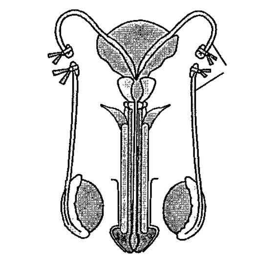 Which structure is removed in this technique?