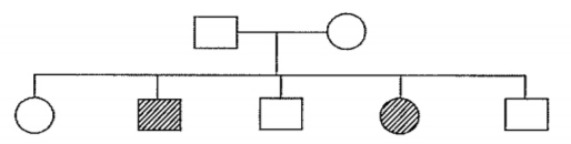 The pedigree chart given below shows a particular trait which is absent in parents but present in the next generation irrespective of sexes. Draw your conclusion on the basis of the pedigree.
