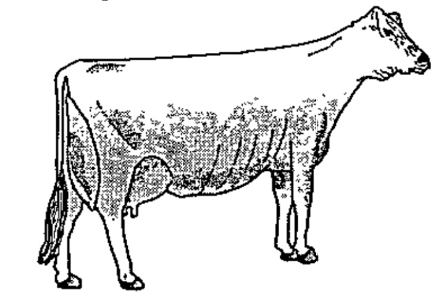 Identify the breed of cow in the following figure.