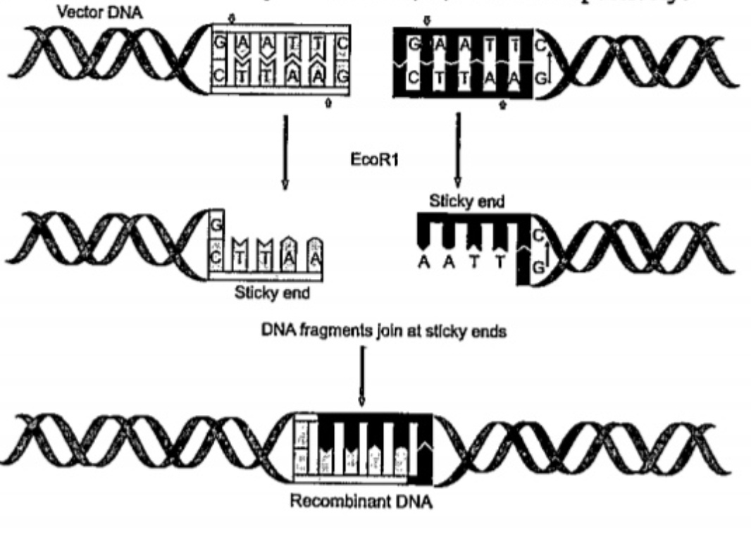 Consider the following figure of DNA and identify the labels 1, 2, 3 and 4 respectively.