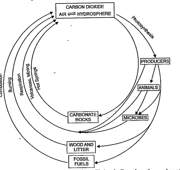 Name the biochemical cycle shown in the below figure. How would the flow of the nutrient in the cycle be affected due to large scale deforestation?