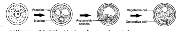 With the reference to the following figure of stages of a microspore maturing into a pollen grain, answer the question.  What is the ploidy level of vegetative or tube cell and generative cell ?